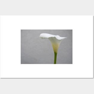 Calla Lilly Posters and Art